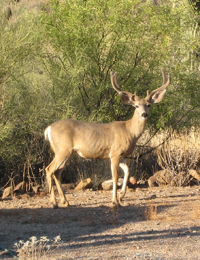 mule deer buck
